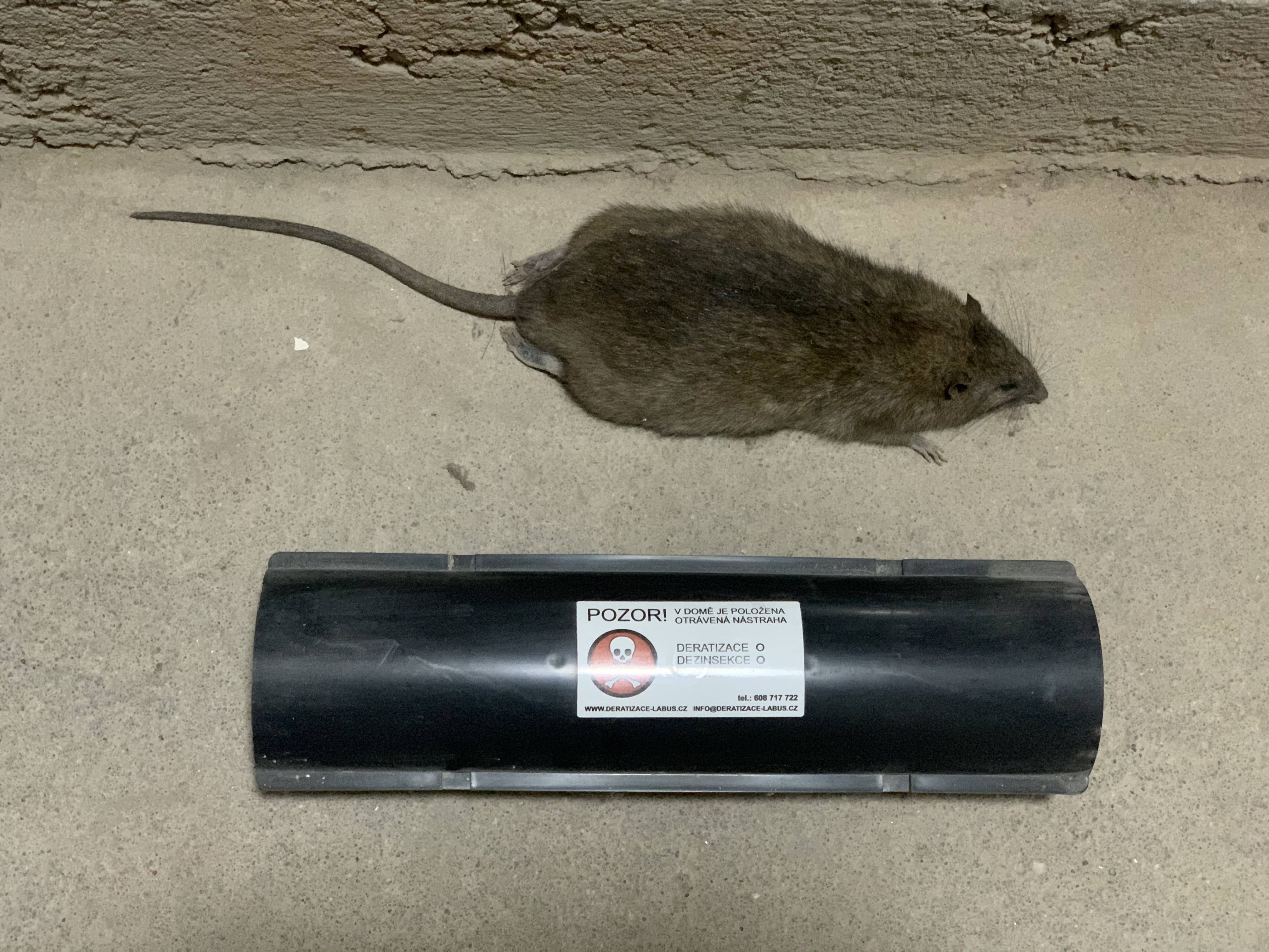 Deratizace potkanů Labus Praha