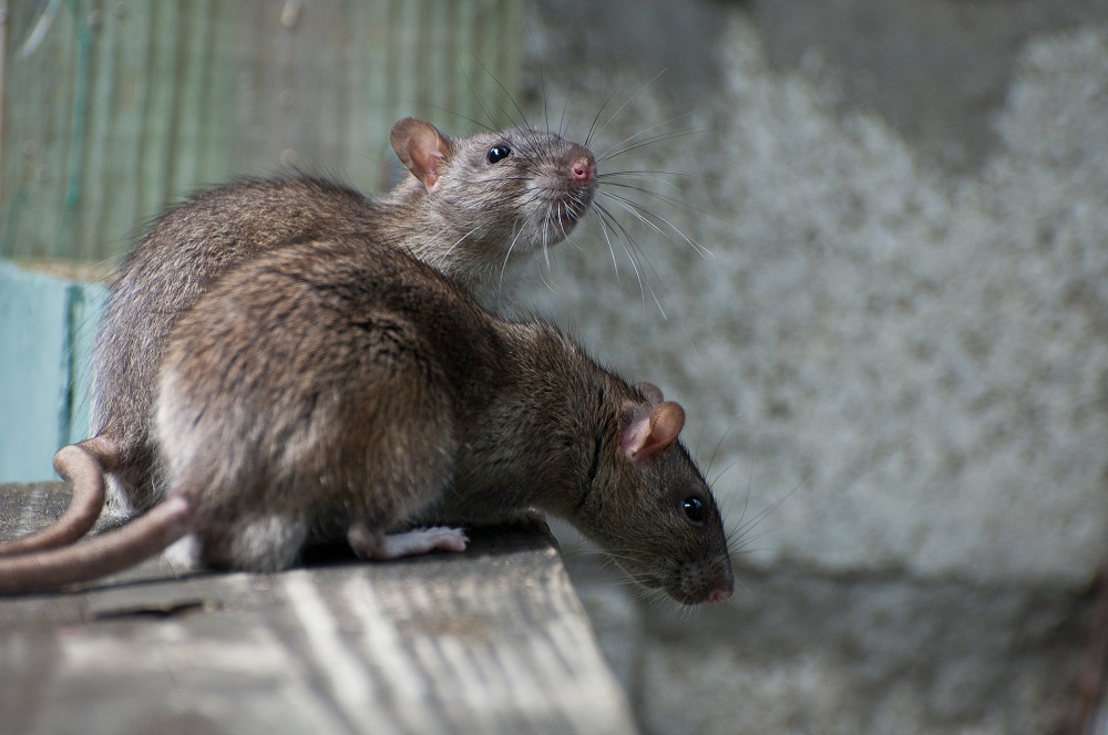 Deratizace hubení potkanů 